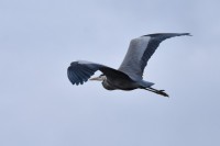 /album/oiseaux/etang-de-fontenay-le-viconte-51-a-jpg/